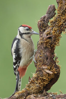 Junger Buntspecht - (09.06.2020)