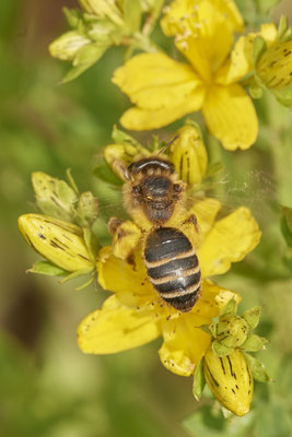 Nr.0754 - Andrena flavipes / Gewöhnliche Bindensandbiene - f - 2. Generation - OB Hoag Fahrradtrasse - 51°30`13.64" 6°50`46.65" - (19.06.2019)