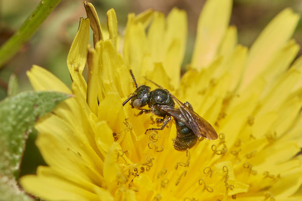 Nr.0351 - Ceratina chalybea - Keulhornbiene - OB LMB - 51°29`11.55" 6°53`53.48" - (30.04.2019)