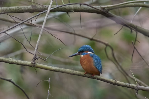 Eisvogel - Heute bei trübem Wetter