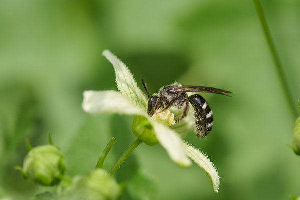 Lasioglossum sexnotatum