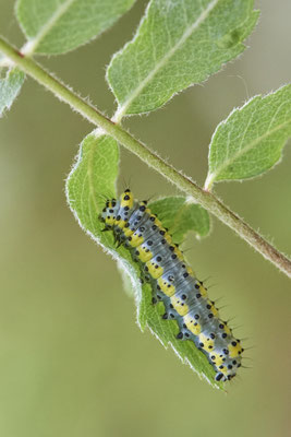 Raupe vom Blaukopf / Diloba caeruleocephala - Venner Moor (19.05.2019)