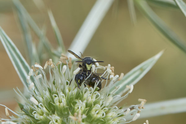 Hylaeus communis / Gewöhnliche Maskenbiene - Voerde Rheindeich - 51°34`14.67" 6°417`19.43" - (15.08.2020)