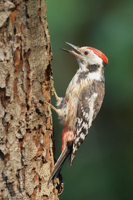 Mittelspecht - Nettetal Rohrdommelprojekt de Wittsee - (23.05.2019)