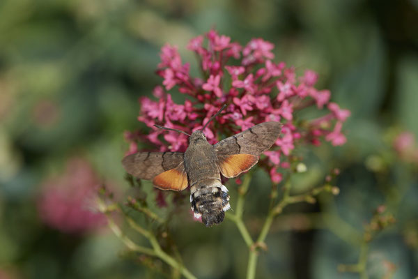 Taubenschwanz an Roter Spornblume - (04.07.2022)