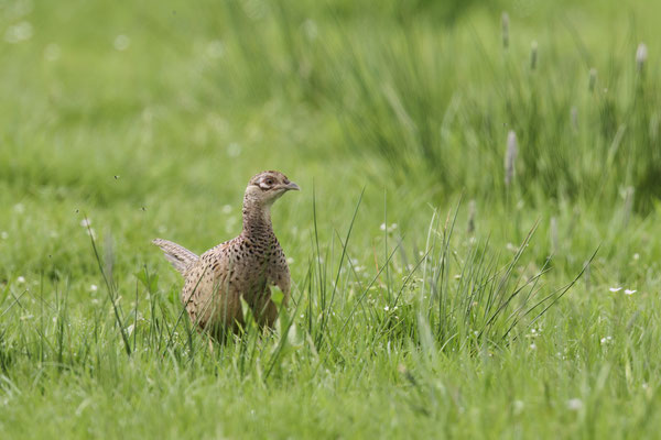 Jagdfasan Henne