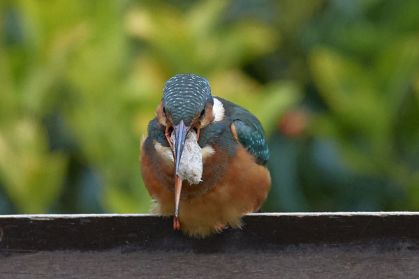 Eisvogel spuckt Gewölle aus