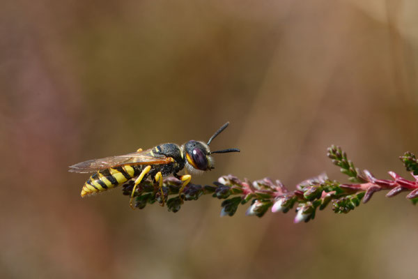 Bienenwolf