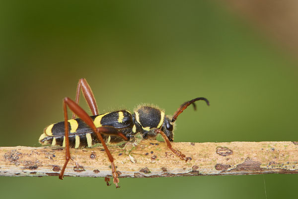 Nr.0407 - Clytus arietis, Echter Widderbock - WES - Naturarena Auf dem Mars - 51°40`35.21" 6°31`31.96" - (05.05.2019)