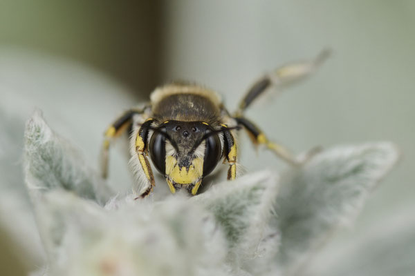 Anthidium manicatum