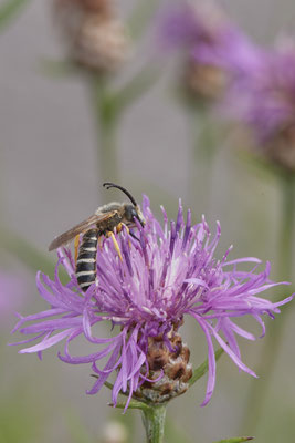 Halictus scabiosae / Gelbbindige-Furchenbiene - Dinslaken Emschermündung - 51°33`52.87" 6°41`48.98" - (13.08.2020)