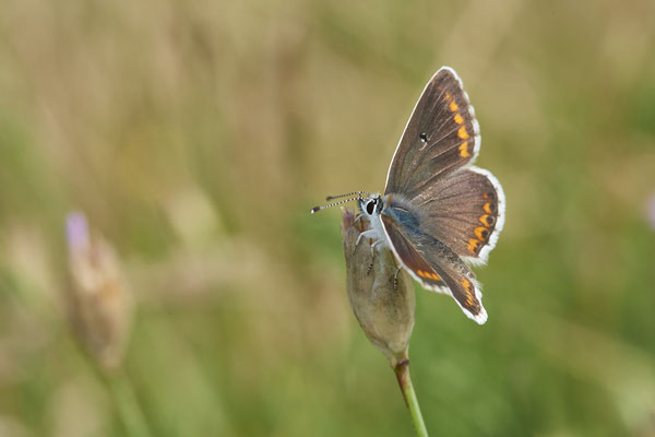 Aricia agestis / Kleiner Sonnenröschen-Bläuling - Rheindeich DIN Emschermündung - (21.07.2021)