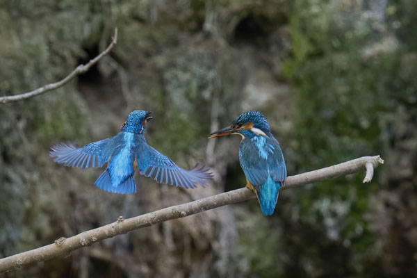 Eisvogel