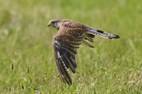 Turmfalke