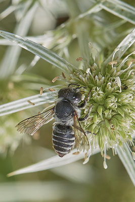 Megachile sp. - Dinslaken Emschermündung - (18.08.2020)