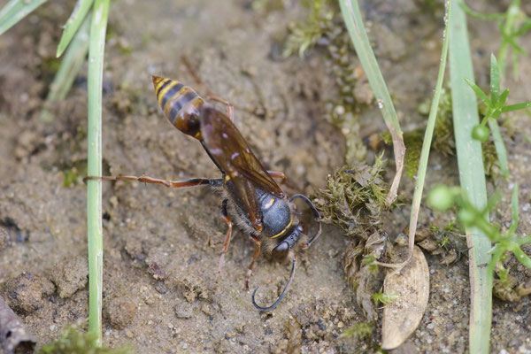 Orientalische Mauerwespe - Garten