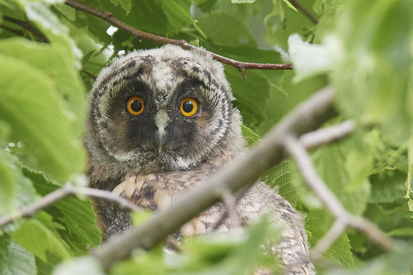 3 Junge Waldohreulen nach langen suchen vor Ort - (23.05.2021)