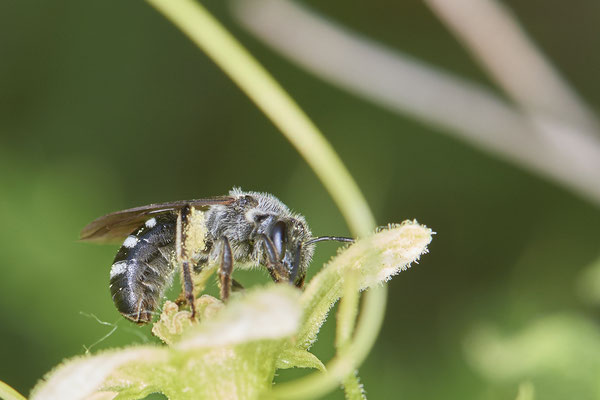 Nr.0565 - Lasioglossum sexnotatum - OB LMB - 51°29`11.55" 6°53`53.48" - (22.05.2019)