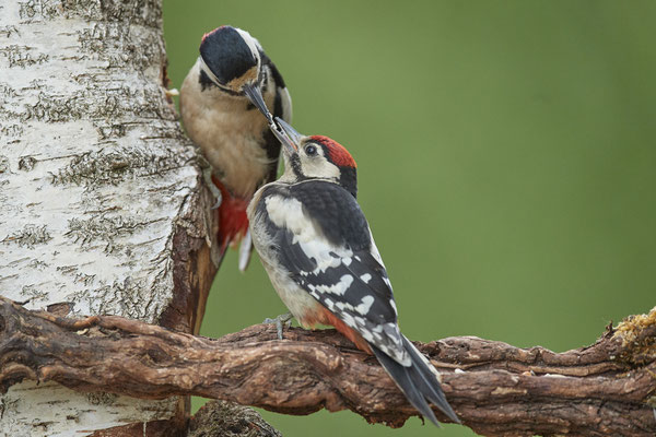 Buntspecht - noch wird gefüttert 2 - (09.06.2020)