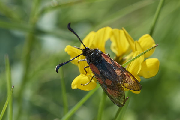 Widderchen - Eifel - 50°41`40.20" 6°36`32.48" - (02.06.2019)