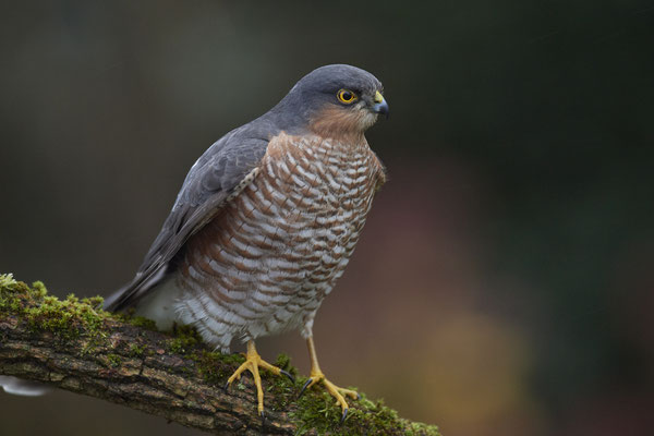 Bei miesem, dunklem Wetter und hohen Isowerten - Sperbermännchen sehr nah im Garten - (28.11.2019)