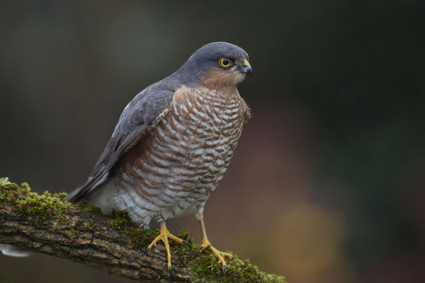 Bei miesem, dunklem Wetter und hohen Isowerten - Sperbermännchen sehr nah im Garten - (28.11.2019)