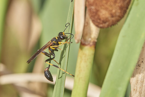 Amerikanische Mauerwespe / Sceliphron caementarium - (03.08.2022)