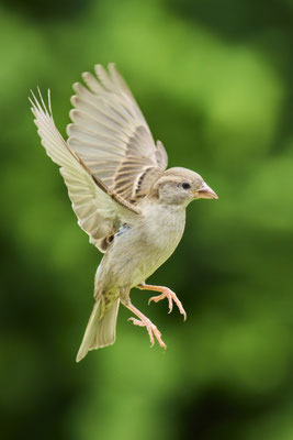Buchfink Weibchen