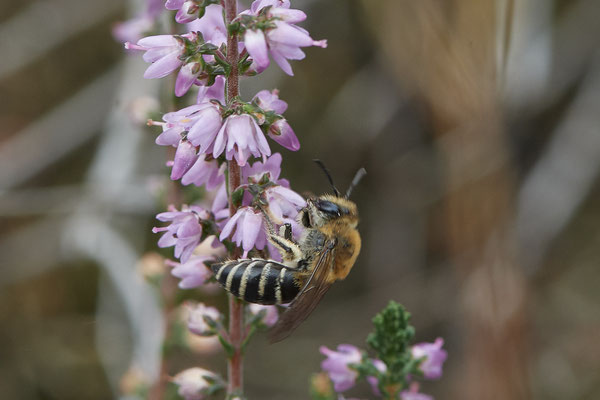 Colletes succinctus / Heidekraut-Seidenbiene - Haltern, Westruper Heide - 51°44`15.80" 7°14`18.99" - (27.08.2020)