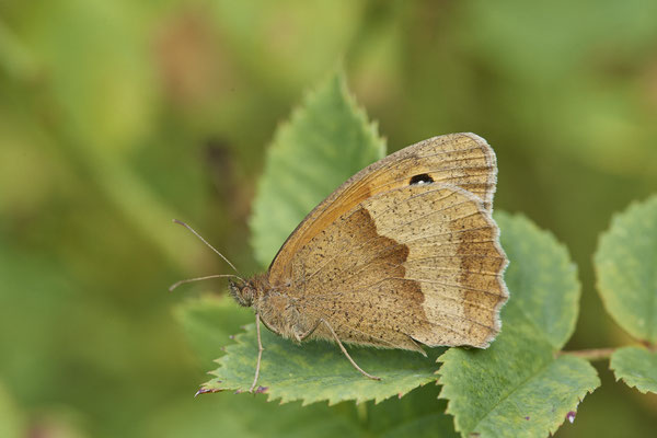 Großes Ochsenauge - (04.08.2021)