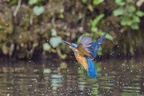 Eisvogel - Versuche Ihn im Flug zu erwischen, leider in ca. 25m und bei schlechtem Licht