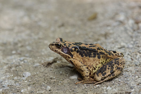 Grasfrosch