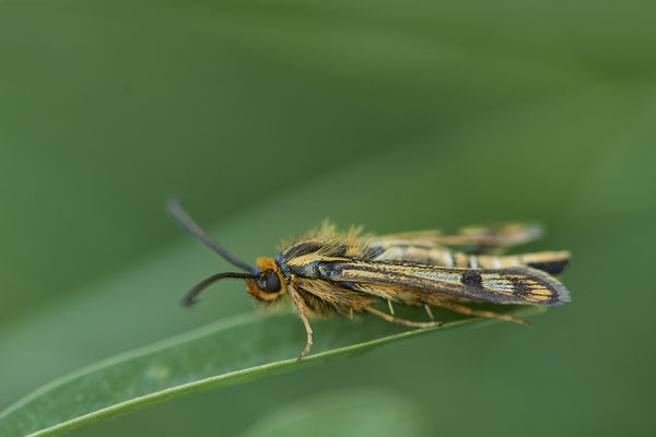 Eselswolfsmilch-Glasflügler - In den Rheinwiesen bei DU-Rheinhausen - (06.05.2022)