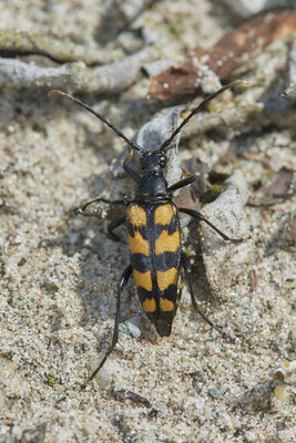 Nr.0769 - Leptura quadrifasciata / Vierbindige Schmalbock - OB LMB - 51°29`11.55" 6°53`53.48" - (16.06.2019)