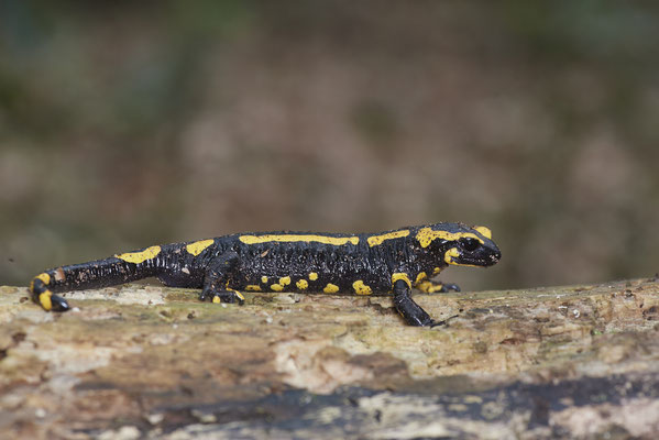 Feuersalamander