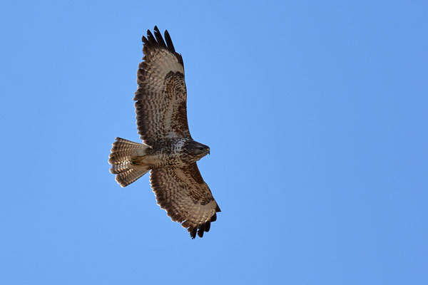 Mäusebussard im Flug