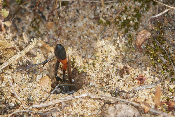 Nr.0859 - Ammophila sabulosa / Gemeine Sandwespe - beim graben der Brutröhre - OB LMB - 51°29`11.55" 6°53`53.48" - (27.06.2019)
