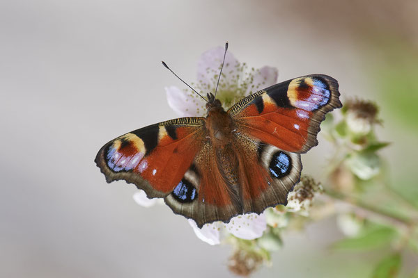 Tagpfauenauge - Hünxe - (25.06.2022)