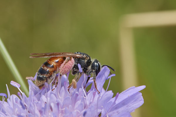 Andrena hattorfiana w - Am Rheindamm hinter Bislich - (26.06.2021)