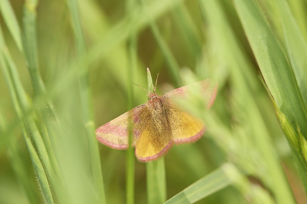 Lythria cruentaria, Ampfer-Purpurspanner - Schermbeck - Loosenberge - (29.04.2019)