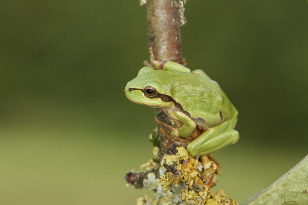Laubfrosch - (07.08.2021)
