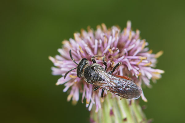 Nr.0987 - Sphecodes sp - ( Sphecodes gibbus ? ) - Geestland Bad Bederkesa- 53°36`27.27" 8°50`19.87" - (27.07.2019)