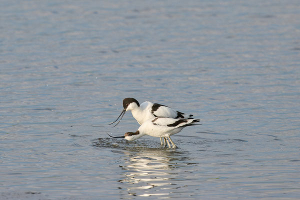 Säbelschnäbler - Annäherung