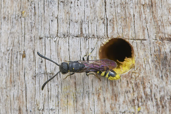 Nr.0585 - Sapyga clavicornis / Keulenwespe - Nabu-Naturschutzhof Nettetal - 51°19`29.92" 6°15`01.26" - (23.05.2019)