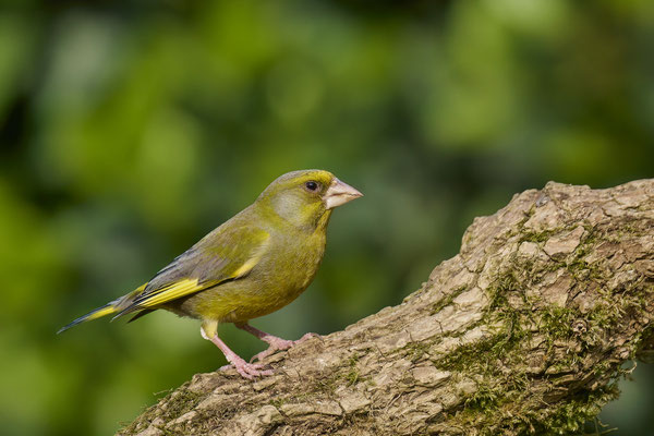 Heute im Garten - Grünfink