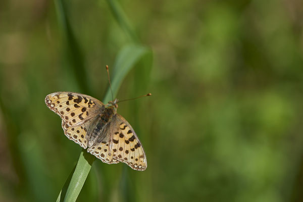 Kleiner Perlmuttfalter / Issoria lathonia - Kaiserstuhl - (23.06.2020)