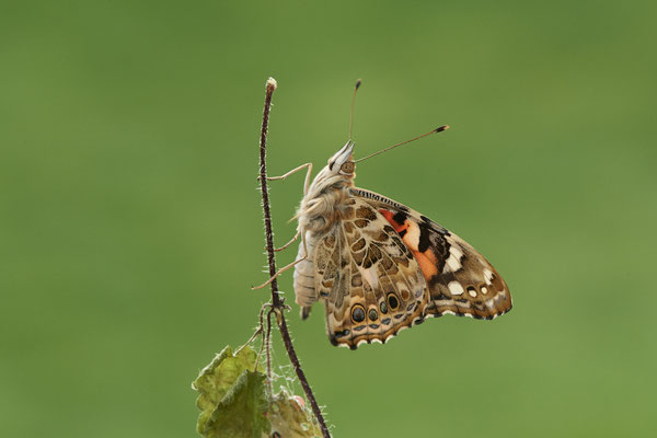 Distelfalter