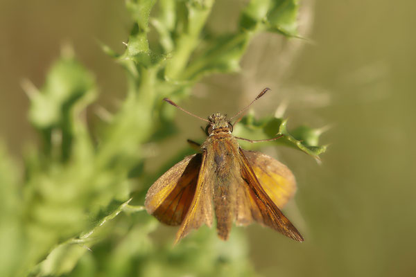  Dickkopffalter - WES Drevenacker Dünen - (20.07.2020)