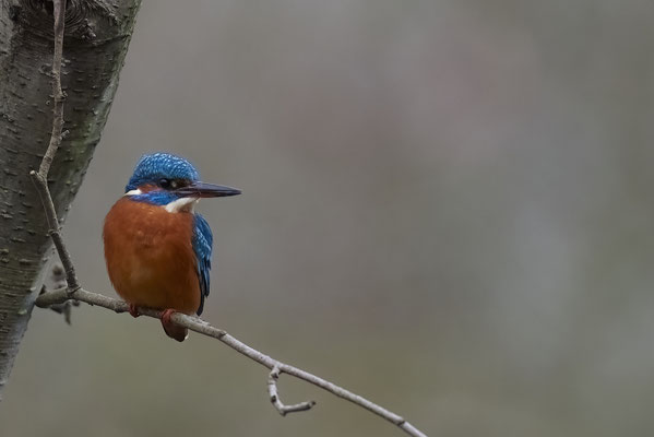 Eisvogel - Heute bei trübem Wetter