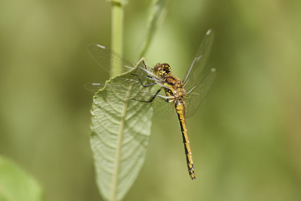 Schwarze-Heidelibelle - Waldteich
